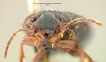 Media type: image;   Entomology 5947 Aspect: head frontal view